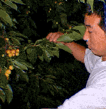 �`�����񎩖��̓�z�Ƃ����i��